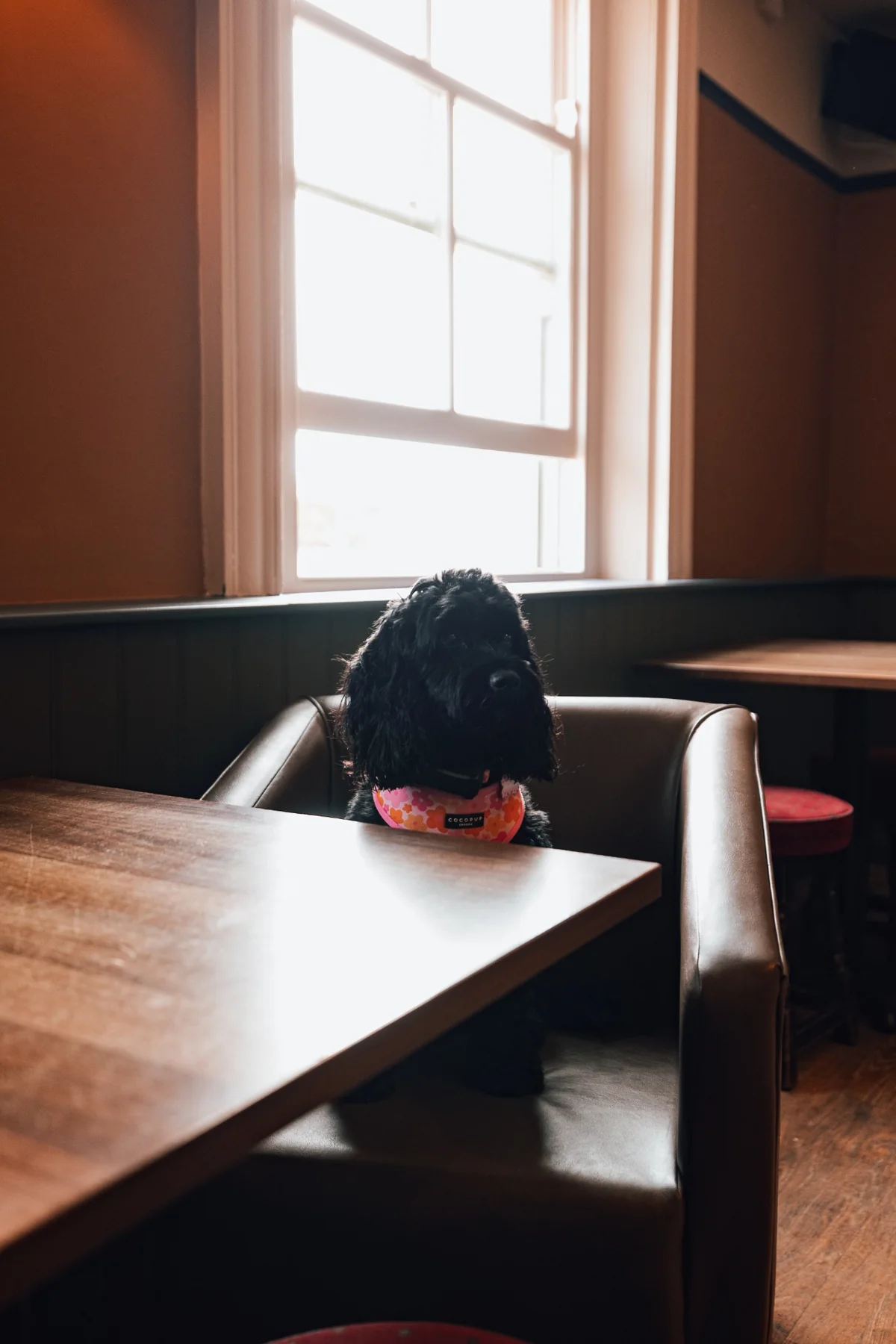 Lilly, Mettle Pub Company Chief Operating Doggo